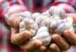 Manfaat Bawang Putih Rahasia Kesehatan yang Wajib Anda Ketahui