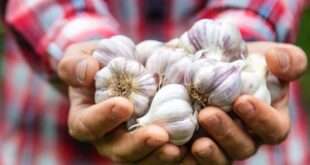 Manfaat Bawang Putih Rahasia Kesehatan yang Wajib Anda Ketahui